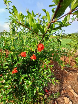 수정엄마입니다!님의 기타작물 · 영농일지 작성글 사진