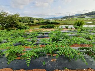 수정엄마입니다!님의 기타작물 · 영농일지 작성글 사진