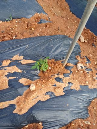 수정엄마입니다!님의 기타작물 · 영농일지 작성글 사진