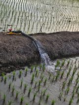 팜모닝 벼·영농일지 게시글 이미지
