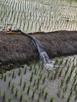 메추라기님의 벼 · 영농일지 작성글 사진