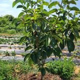 팜모닝 감·영농일지 게시글 이미지