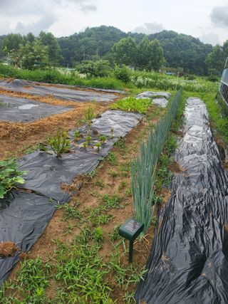 안종※님의 들깨 · 영농일지 작성글 사진