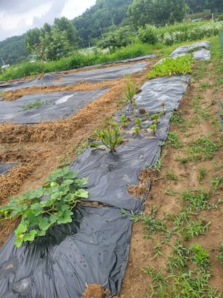 안종※님의 들깨 · 영농일지 작성글 사진