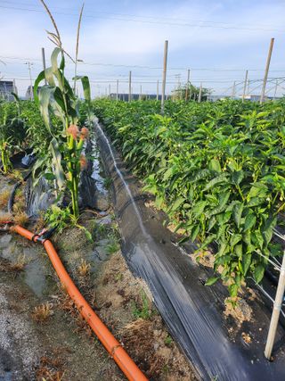 진기섭님의 고추 · 영농일지 작성글 사진