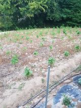 팜모닝 들깨·영농일지 게시글 이미지