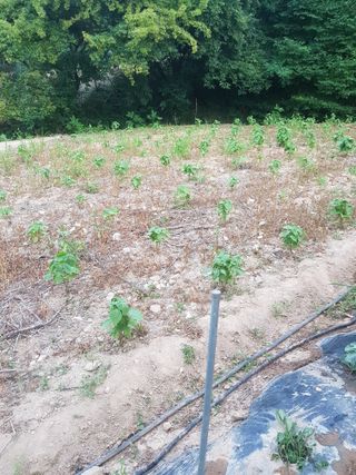 전병일님의 들깨 · 영농일지 작성글 사진