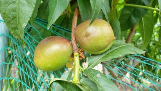 초보농부님의 복숭아 · 영농일지 작성글 사진