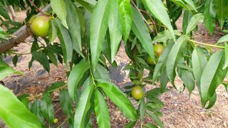 초보농부님의 복숭아 · 영농일지 작성글 사진