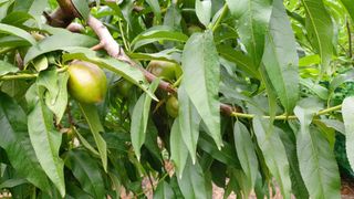 초보농부님의 복숭아 · 영농일지 작성글 사진