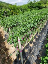 팜모닝 고추·영농일지 게시글 이미지