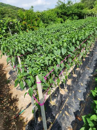 즐거운 하루 되세요님의 고추 · 영농일지 작성글 사진