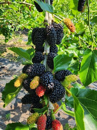 흰돌농원님의 기타작물 · 영농일지 작성글 사진