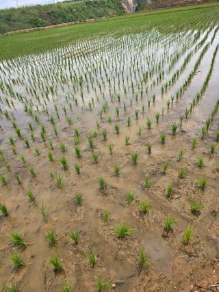 오림아낙님의 벼 · 영농일지 작성글 사진