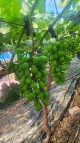 팜모닝 포도·영농일지 게시글 이미지