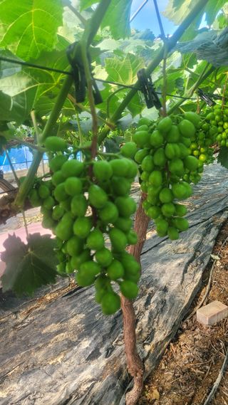 이원규님의 포도 · 영농일지 작성글 사진