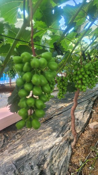 이원규님의 포도 · 영농일지 작성글 사진