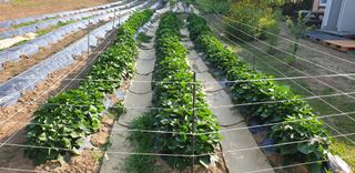 사또님의 고구마 · 영농일지 작성글 사진