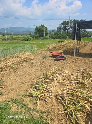 대왕소나무님의 마늘 · 영농일지 작성글 사진
