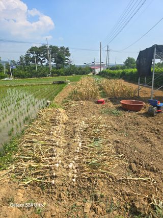 대왕소나무님의 마늘 · 영농일지 작성글 사진