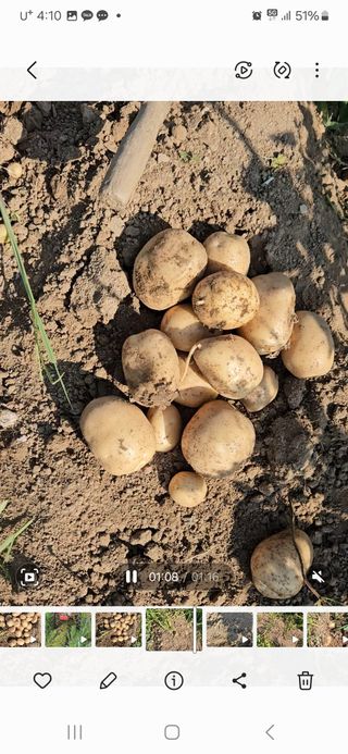 김황기님의 감자 · 영농일지 작성글 사진