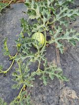 팜모닝 토마토·영농일지 게시글 이미지