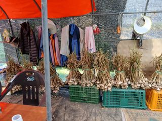 호박님의 마늘 · 영농일지 작성글 사진