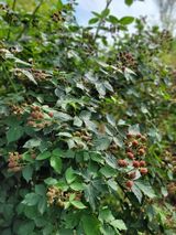 팜모닝 기타작물·영농일지 게시글 이미지