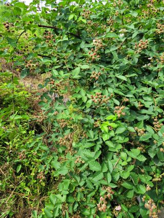 나는 나님의 기타작물 · 영농일지 작성글 사진