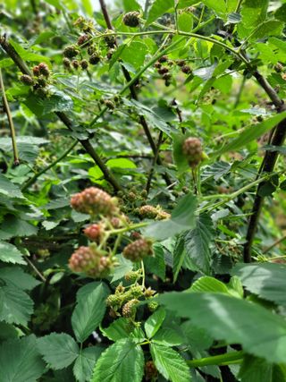 나는 나님의 기타작물 · 영농일지 작성글 사진