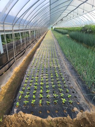 머위농장님의 참깨 · 영농일지 작성글 사진