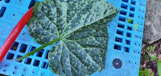 조원균님의 오이 · 병해충상담 작성글 사진