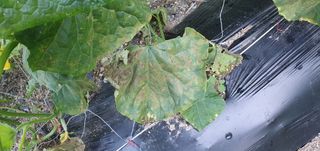 조원균님의 오이 · 병해충상담 작성글 사진