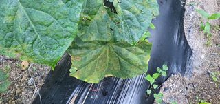 조원균님의 오이 · 병해충상담 작성글 사진