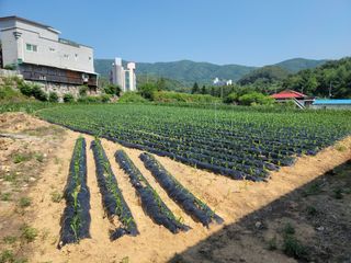 박기석님의 옥수수 · 영농일지 작성글 사진