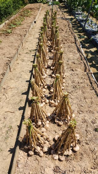 LUCAS님의 마늘 · 영농일지 작성글 사진