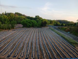 연자님의 기타작물 · 영농일지 작성글 사진