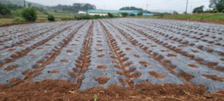 초보농민님의 ☔️장마 대비 하셨나요? · 참여글 작성글 사진