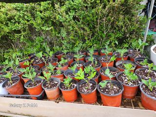 이훈정(시몬)님의 버섯 · 영농일지 작성글 사진