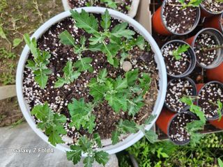 이훈정(시몬)님의 버섯 · 영농일지 작성글 사진