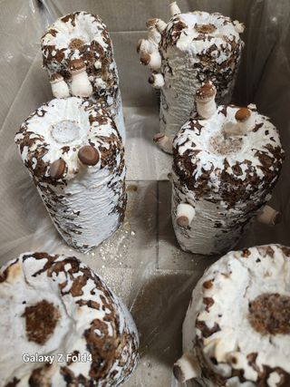 이훈정(시몬)님의 버섯 · 영농일지 작성글 사진