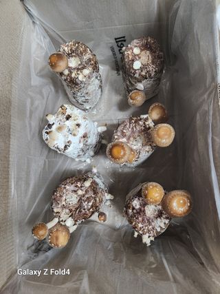 이훈정(시몬)님의 버섯 · 영농일지 작성글 사진