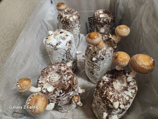 이훈정(시몬)님의 버섯 · 영농일지 작성글 사진