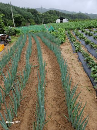 이영자 님의 파 · 영농일지 작성글 사진