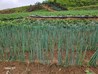 이영자 님의 파 · 영농일지 작성글 사진