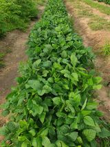 팜모닝 콩·영농일지 게시글 이미지