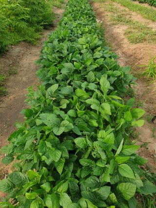 도시부부농부님의 콩 · 영농일지 작성글 사진