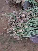 팜모닝 마늘·영농일지 게시글 이미지