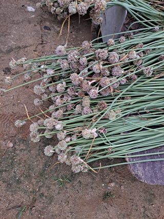 김종헌님의 마늘 · 영농일지 작성글 사진