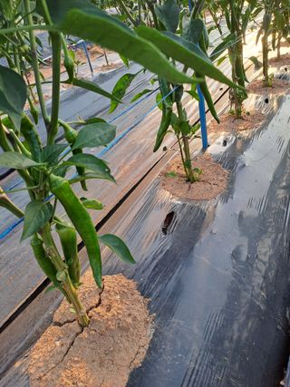 백봉2리밭농사곡식님의 고추 · 영농일지 작성글 사진